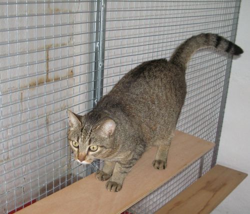 CatLife nuova linea di pannelli per gabbie per gatti